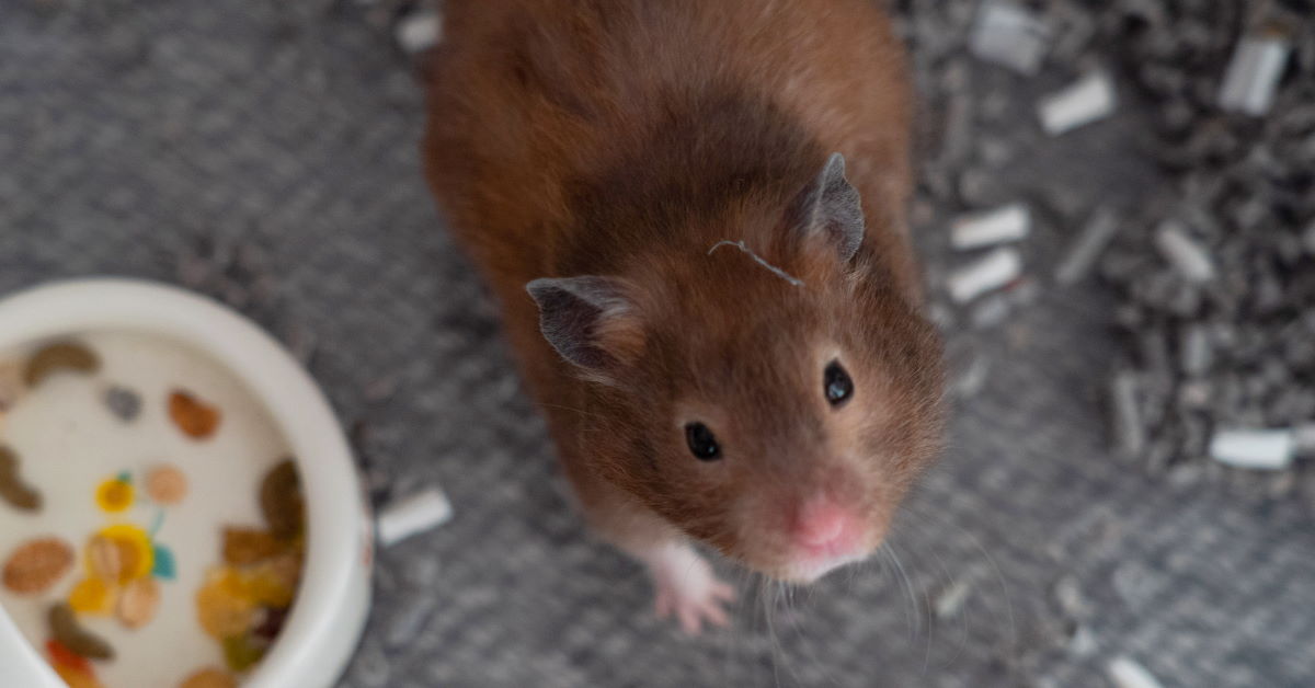 Hamsters Can Transmit COVID To Humans The ASEAN Post